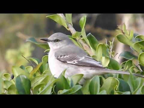 postriežkar sivý (Tyrannus dominicensis) — biotop a pohyb