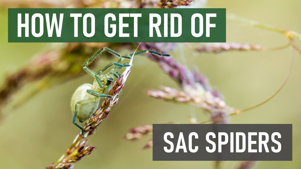 How To Get Rid of Sac Spiders  DIY Sac Spider Control Products