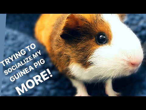 Kiwi is so Shy! | Peawi Pigs