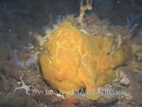 Kids Ocean Movie - What Makes A Fish, A Fish? Sample Chapter - Frogfish - Ocean Products for Kids