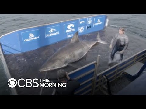 Massive, 50-year-old great white shark nicknamed 