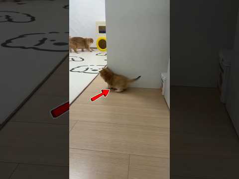 Nughty Cat Playing Hide And Seek 😍❤️