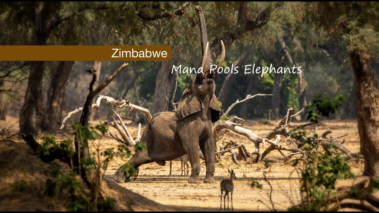 Mana Pools Zimbabwe elephant safari photography video