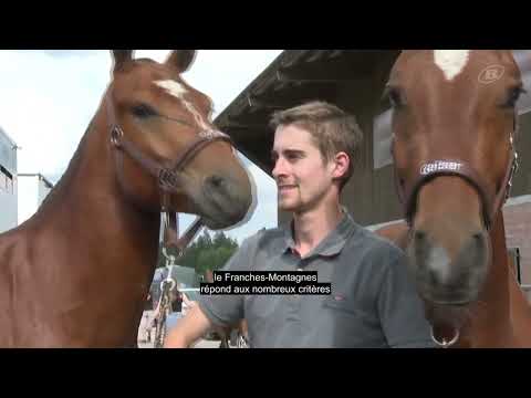 L'armée italienne achète douze chevaux des Franches-Montagnes