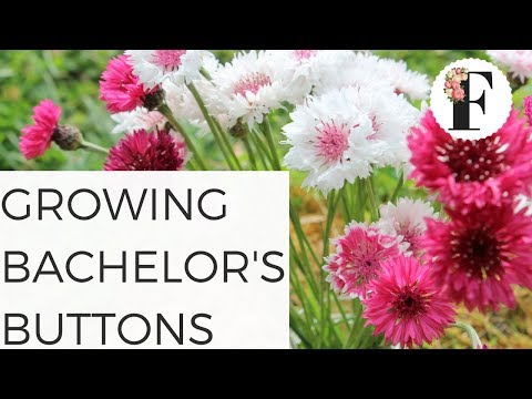 download lagu mp3 mp4 Bachelor Buttons, download lagu Bachelor Buttons gratis, unduh video klip Bachelor Buttons