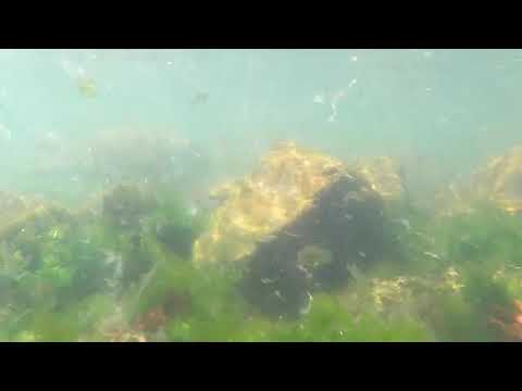 CARDUMEN DE SARGOS, PLAYA VERDE, MALDONADO, URUGUAY, 2025