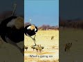 Ostrich Chasing Fox