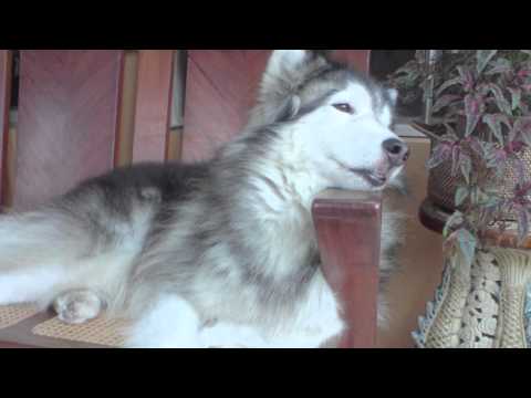 In Loving Memory of Jonjon (long version)