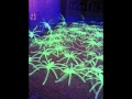 Glow in the Dark Spiders 20 P. | Video