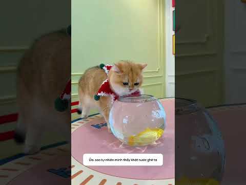 Lưỡi tím lịm 😱👅