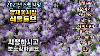 식물튜브 입고소식 [일일초, 카랑코아, 사피니아, 안개꽃, 으아리, 부달디아, 천일홍, 황화코스모스, 미스김…