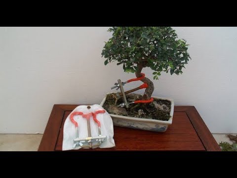 ENTORTADOR DE TRONCOS DE BONSAI   COMO UTILIZAR CORRETAMENTE
