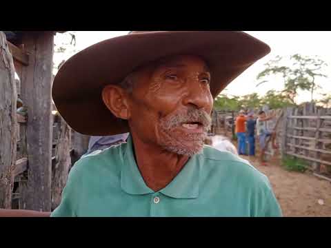 FEIRA DO GADO EM OURICURI PERNAMBUCO, DIA 24-04-2024. #agro #bezerro