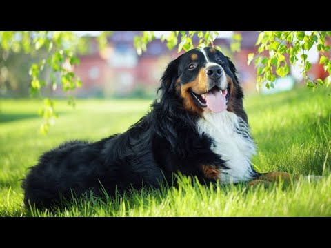 Bernese Mountain Dog - Hogarmanía