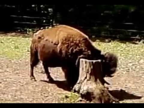 féregfajok példákkal