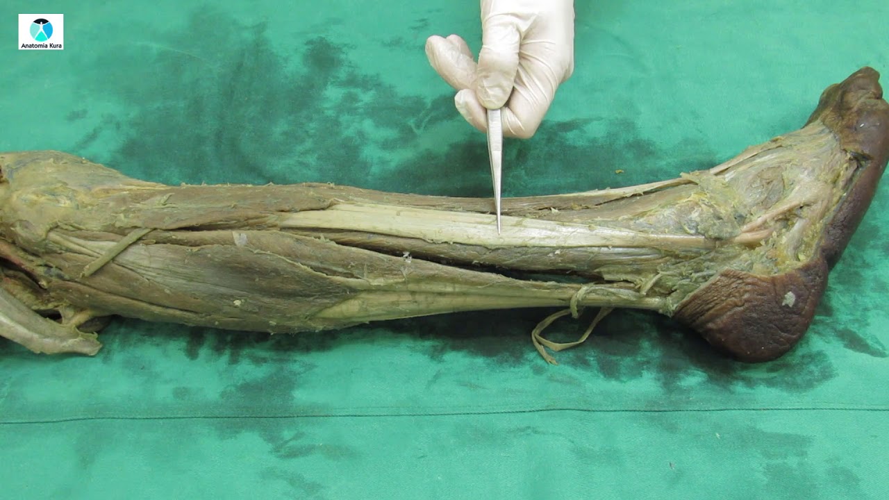 Músculos da perna: aula prática de anatomia