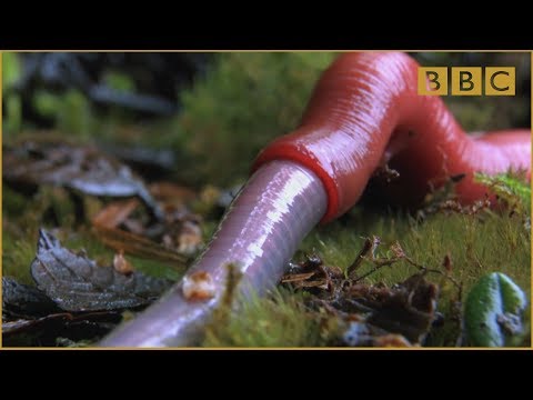 , title : 'Monster leech swallows giant worm - Wonders of the Monsoon: Episode 4 - BBC Two'