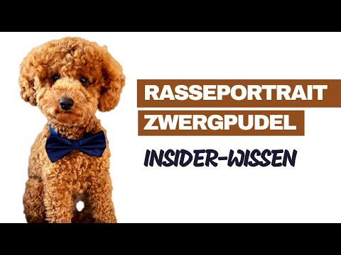 Pudel Rasseportrait [2020] - Rasse, Aussehen & Charakter - Fazit von Pudelbesitzer