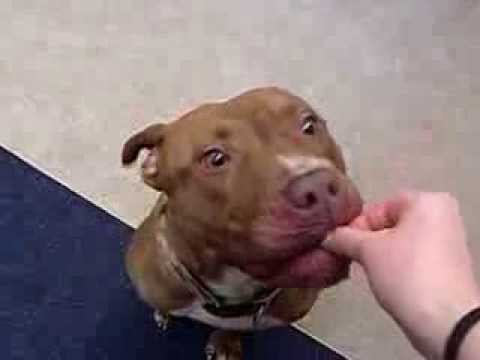 Cider - **Urgent**, an adopted Pit Bull Terrier in Mansfield, OH_image-1