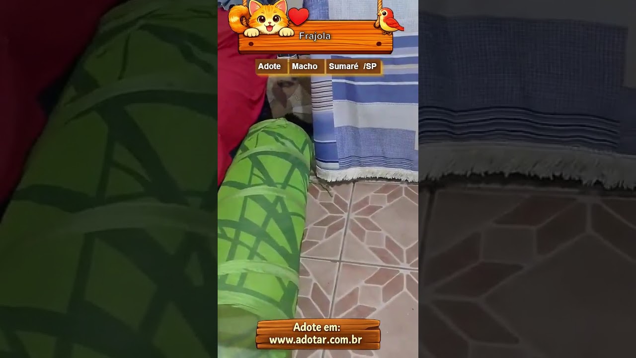 Gato raça SRD-ViraLata idade 2 a 6 meses nome Frajola