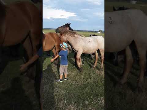 În vizită la Herghelia Fitero 1