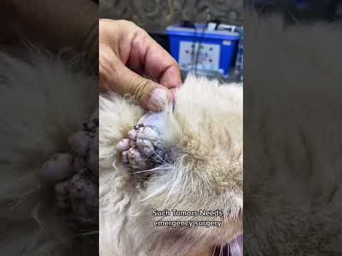Worst form of ear tumors in cats | Aliyan Vets