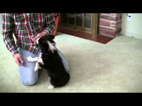 Clicker Training - 1 - Sit