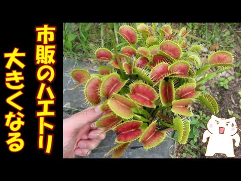 園芸 ディオネア、ハエトリグサ