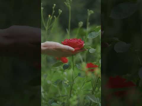 Salma Flowers – Where Every Flower Tells a Story | Luxury Bouquets & Delivery