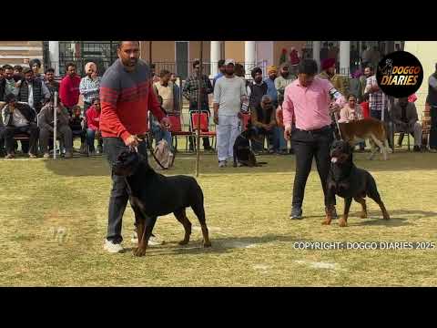 Patiala Dog Show | Rottweilers Ring under Muneer Bin Jung | CC dog won BOB | Doggo Diaries