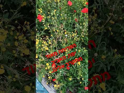 The beautiful bloom of the poppy flowers, in bright red colors, Tel Aviv, Israel