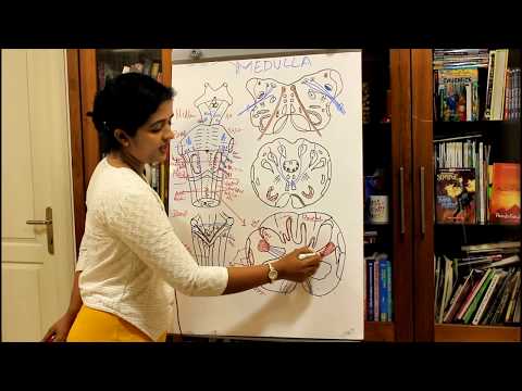 NEUROANATOMY-THE BRAINSTEM-PART 1 THE MEDULLA OBLONGATA-DR ROSE JOSE MD