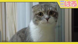 生後８ヶ月になった子猫は、黒目クリックリ【召喚獣はる】