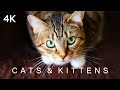 CATS & KITTENS in 4K | 2 Hours | Ambient Piano Music Relaxing Cute Pets Animals Ultra HD