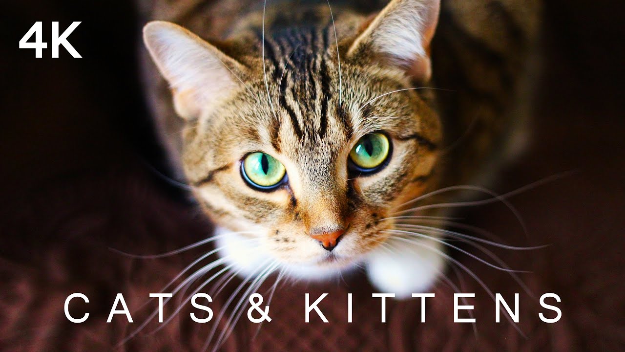 CATS & KITTENS in 4K | 2 Hours | Ambient Piano Music Relaxing Cute Pets Animals Ultra HD