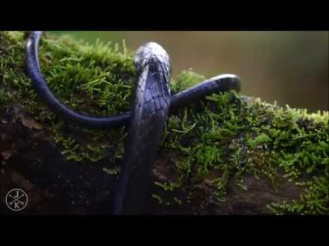 Ashnaia Project // Bhavani Amanitas (promotional video)