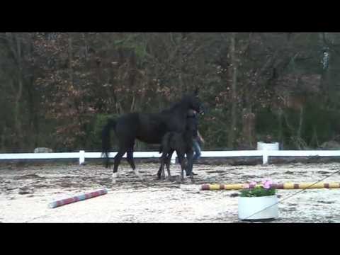 Fohlen von Don Nobless