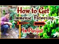 How to Induce flowering in Night flowering Jasmine or Harsingar or Parijat