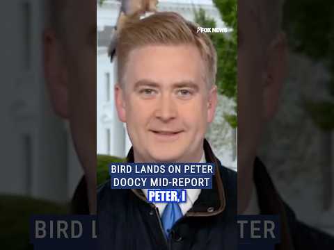 Peter On Fox News