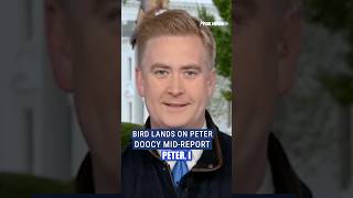 Peter Doocy vs bird leaves hosts in hysterics #shorts #foxnews #whitehouse