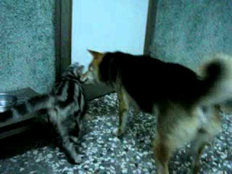 BOBO妳是狗還是貓(原發表者:bolen912)(影片)