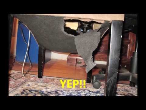 A Black Kitten's Wonderful Refuge