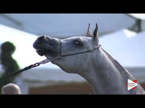 N.17 NADIR DELLO JATO - Arezzo 2015 - 2 year old colts (Class 2)