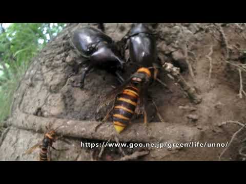 カブトムシとオオスズメバチ樹液を巡る争い　RHINOCEROS BEETLE VS HORNET