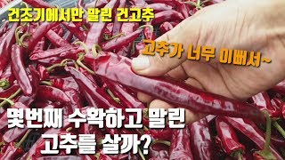 고추농사 몇번째 수확하고 건조시킨 고추가 좋을까요 좋은고추구입방법 근적외선건조기에서 고추말리기