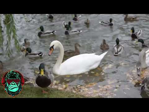 Ducks quacking, eating and splashing on the river with water sound - Relaxing Sounds of Nature