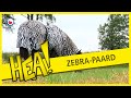 HEA! Paard met zebrajasje