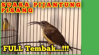 Download lagu BURUNG PIJANTUNG PISANG BETINA GACOR SUPER JEDA #masteranburung #pijantunggacor #pijantungpisang mp3 Download lagu BURUNG PIJANTUNG PISANG BETINA GACOR SUPER JEDA #masteranburung #pijantunggacor #pijantungpisang mp3