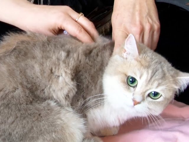 Ветеринары боятся эпидемии