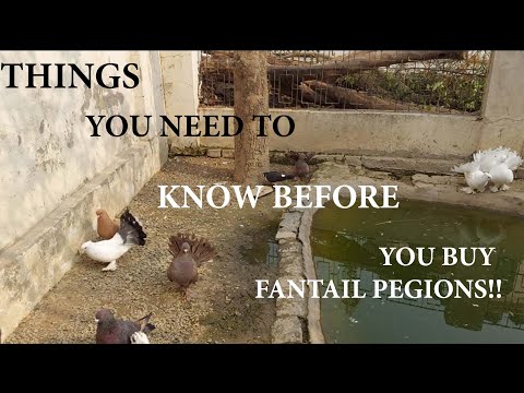 , title : 'FANTAIL PIGEON BASIC CARE|THINGS YOU NEED TO KNOW BEFORE KEEPING FANTAIL PIGEON| THE LIVING COLOURS'